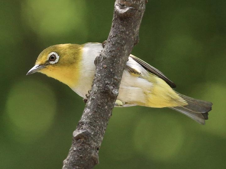 Lowland White-eye