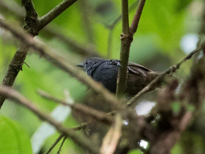 Foothill Stipplethroat