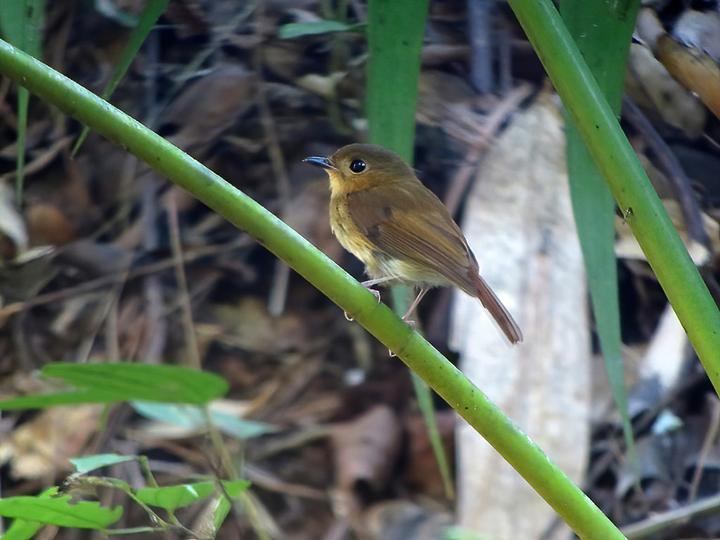 Cryptic Flycatcher