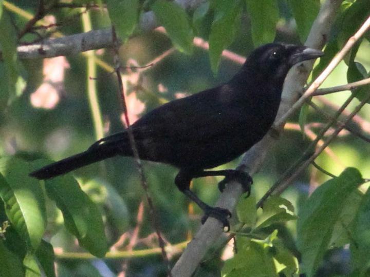Flores Crow