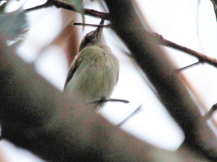 Pelzeln's Tody-Tyrant
