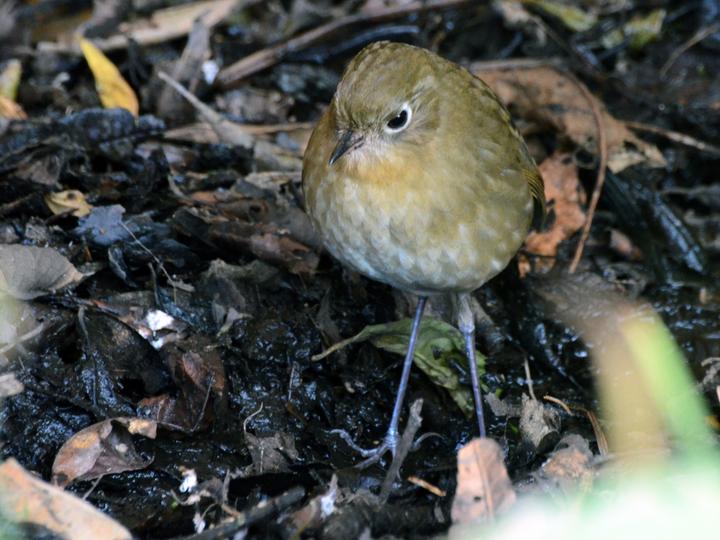 Perija Antpitta