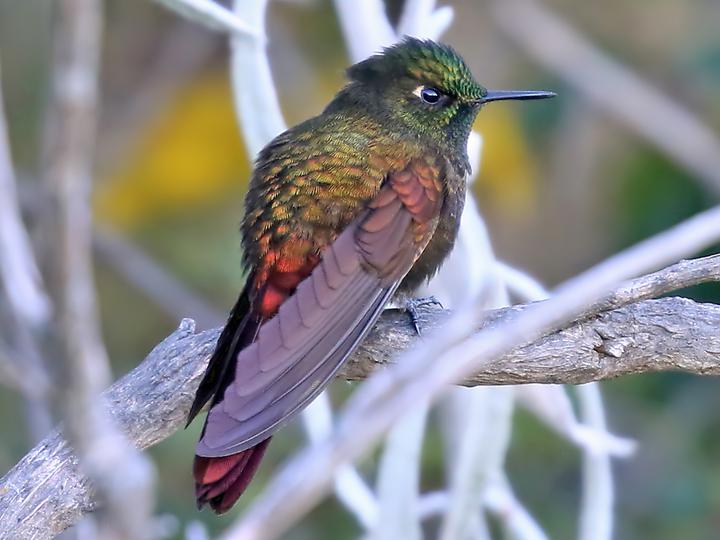 Perija Metaltail