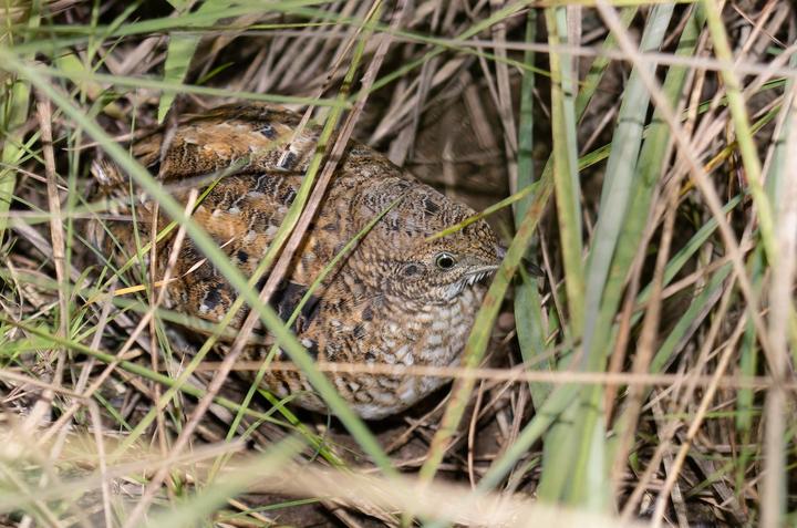 Dwarf Tinamou