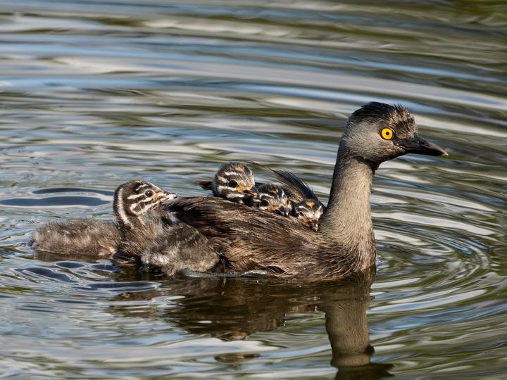 Least Grebe
