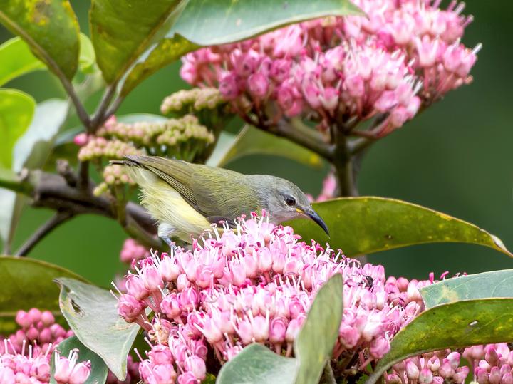 Pygmy Longbill