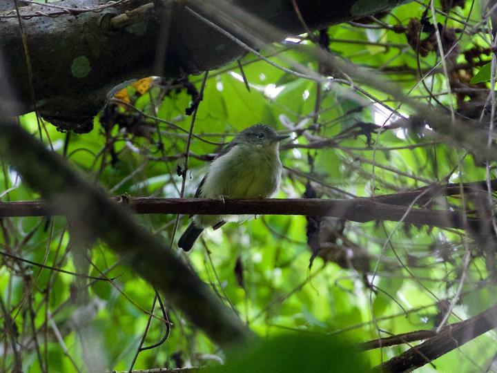 Pygmy Heleia
