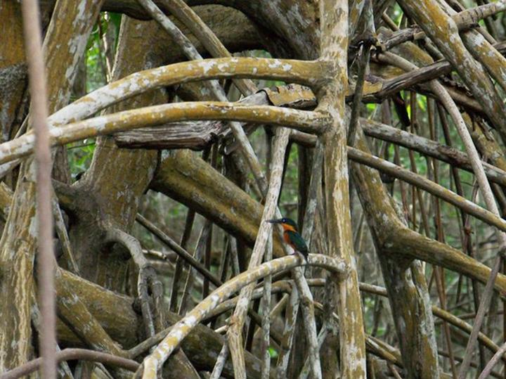 American Pygmy Kingfisher