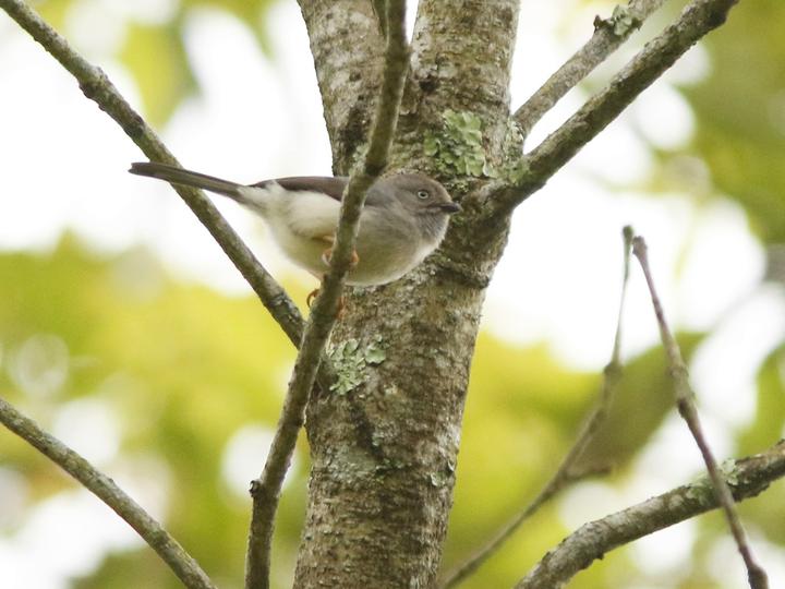 Pygmy Bushtit