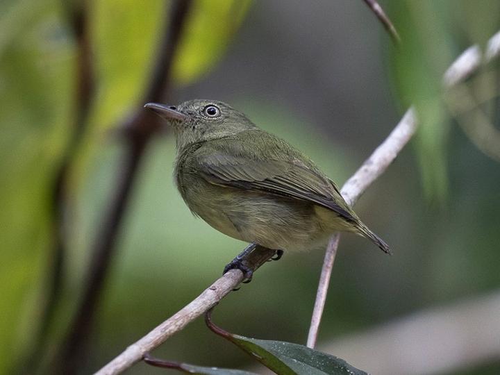 Dwarf Tyrant-Manakin