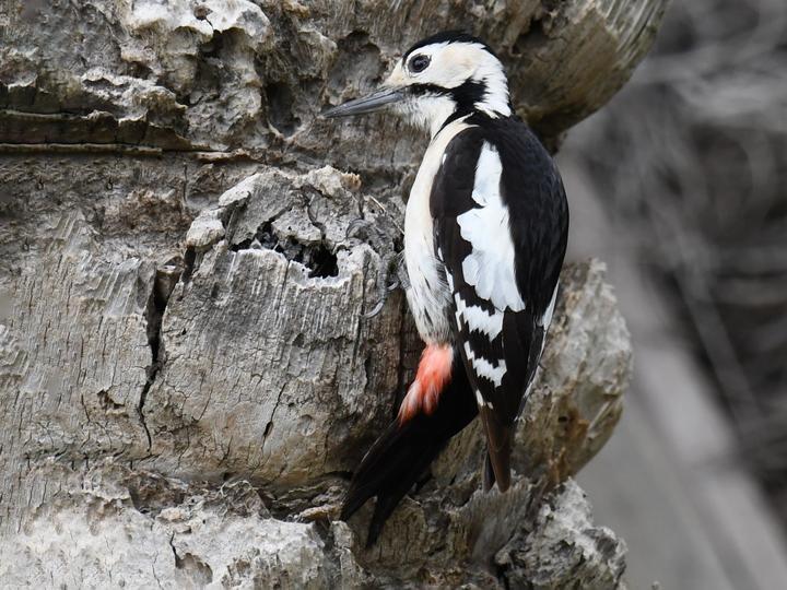 Sind Woodpecker