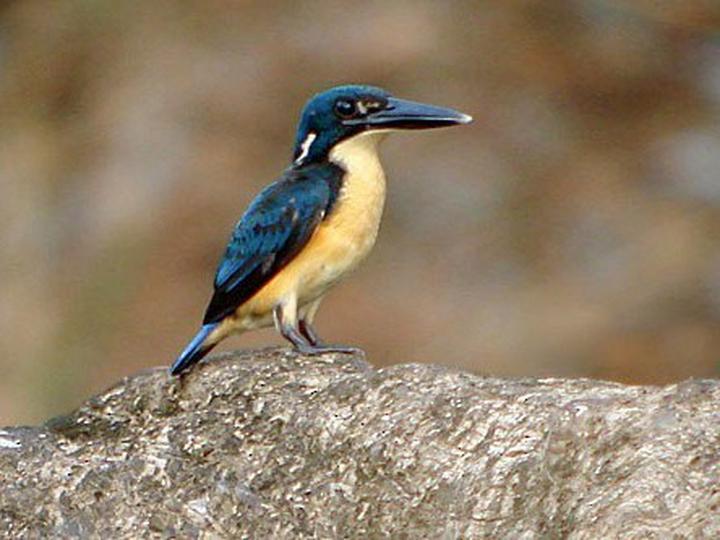 Bismarck Kingfisher