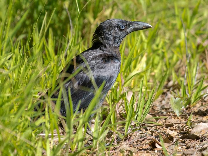 Bismarck Crow