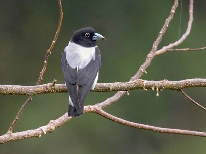 White-backed Woodswallow