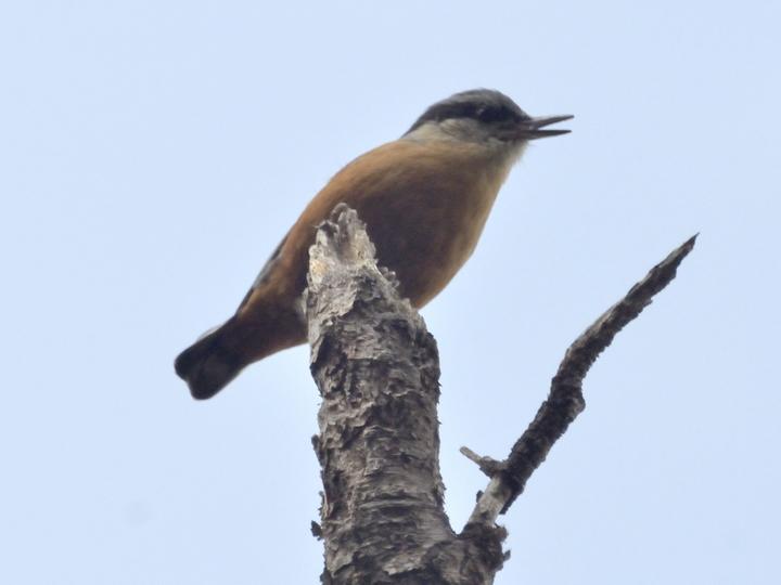 Kashmir Nuthatch