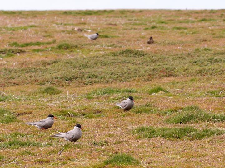 Kerguelen Tern