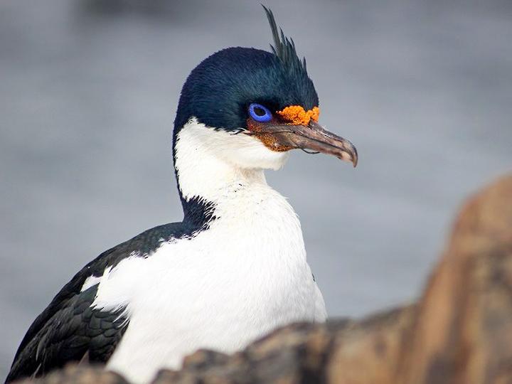 Kerguelen Shag