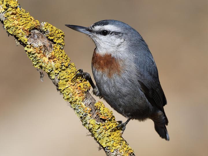 Krüper's Nuthatch