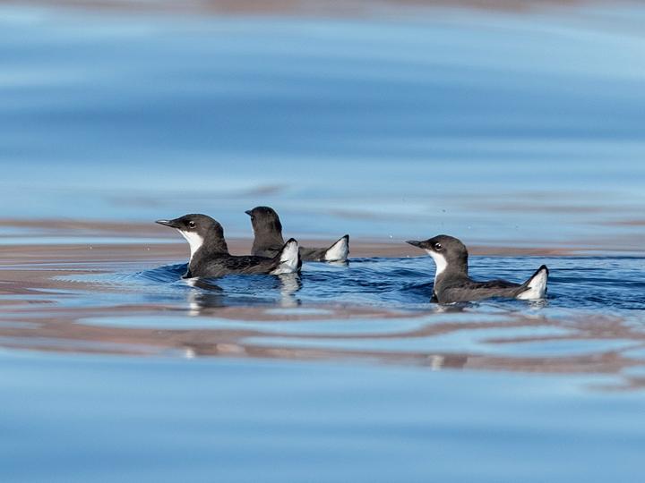 Craveri's Murrelet