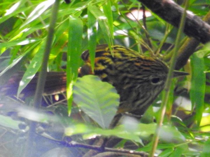 Klages's Antbird