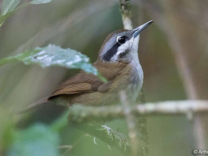 Crossley's Vanga