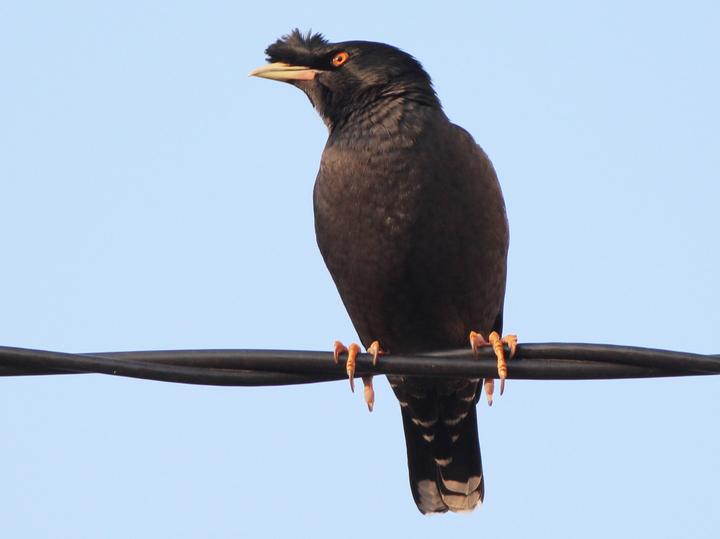 Crested Myna