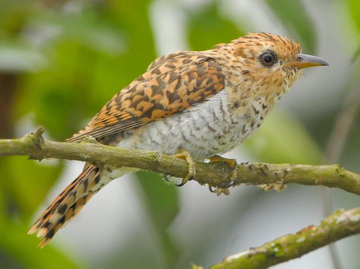 Plaintive Cuckoo