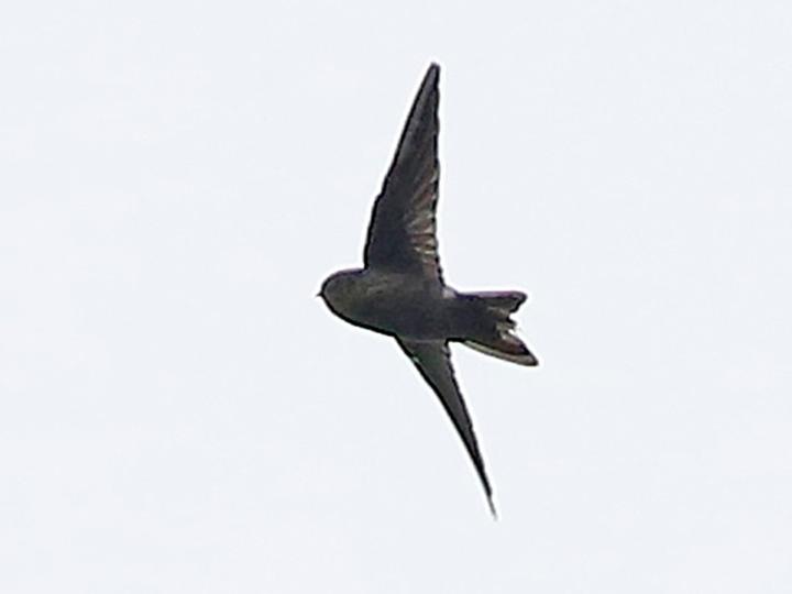 Mariana Swiftlet