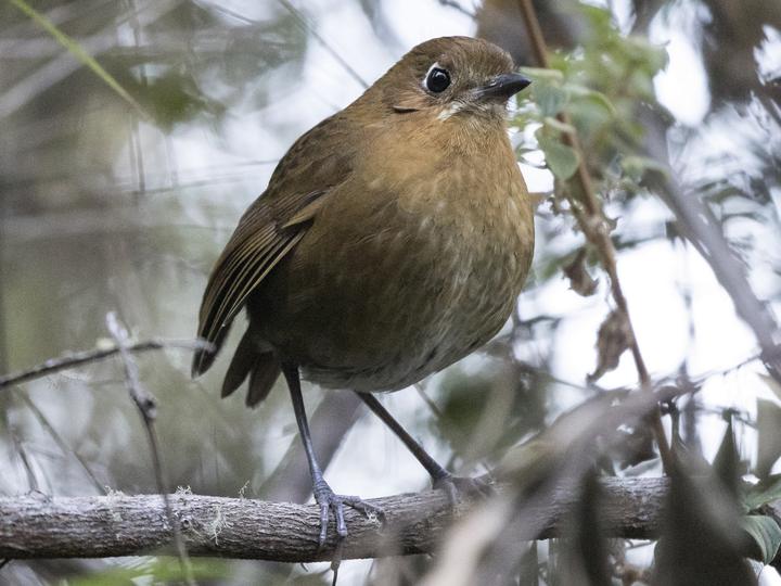 Sierra Nevada Antpitta