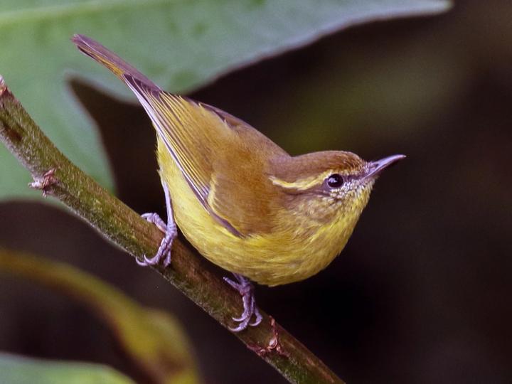 Negros Leaf Warbler