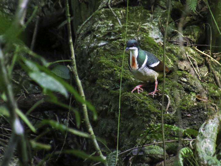 Negros Bleeding-heart