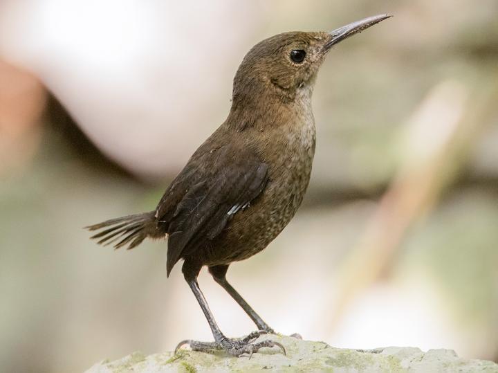 Nava's Wren