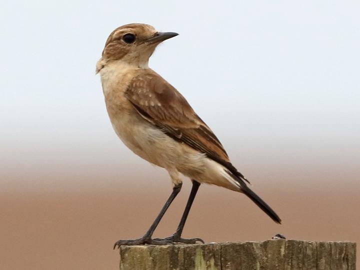 Capped Wheatear