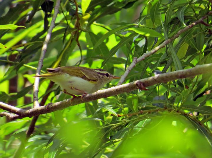 Eastern Crowned Warbler