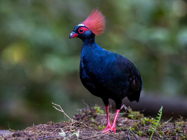 Crested Partridge