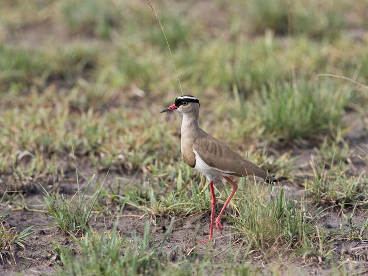 Crowned Lapwing