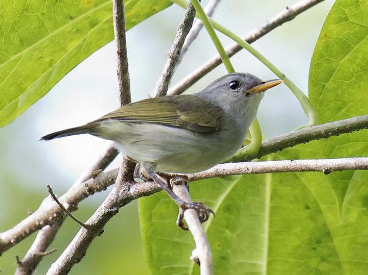 Numfor Leaf Warbler