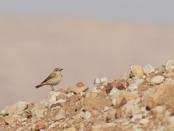 Hooded Wheatear