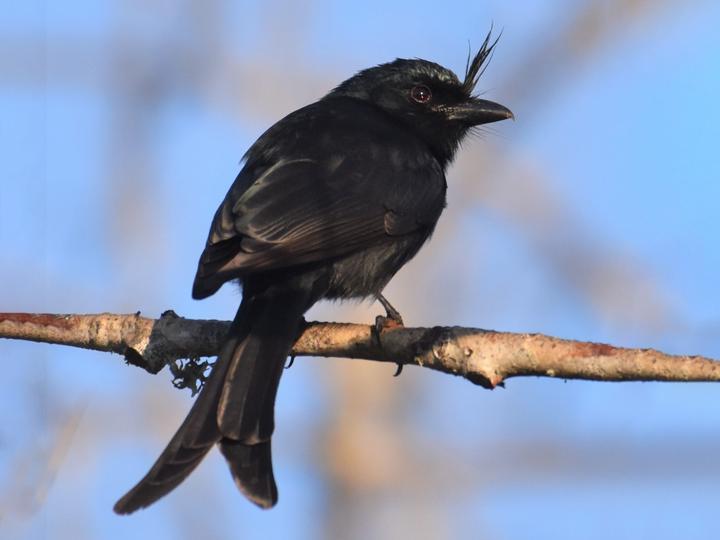 Crested Drongo