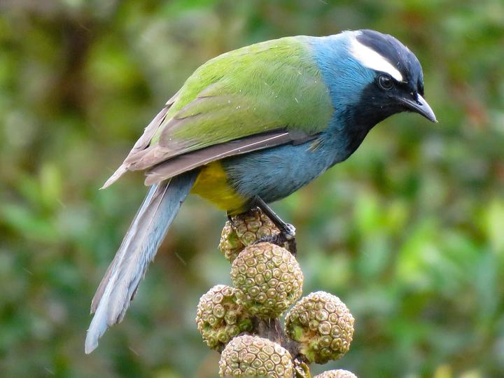 Eastern Crested Berrypecker