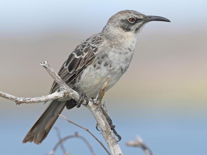 Espanola Mockingbird