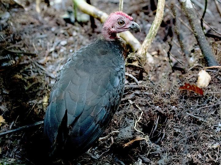 Waigeo Brushturkey