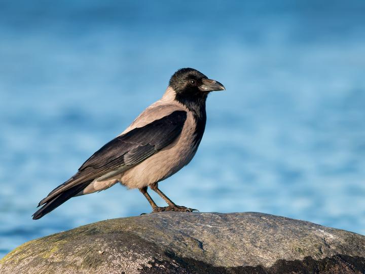 Hooded Crow