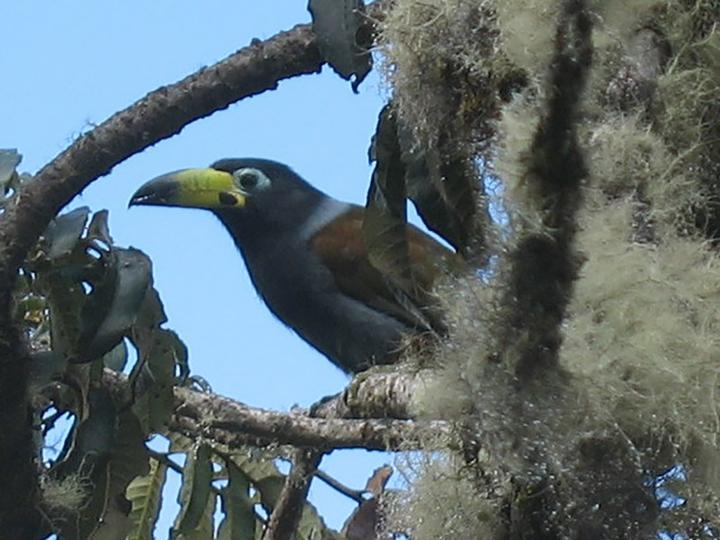 Hooded Mountain Toucan