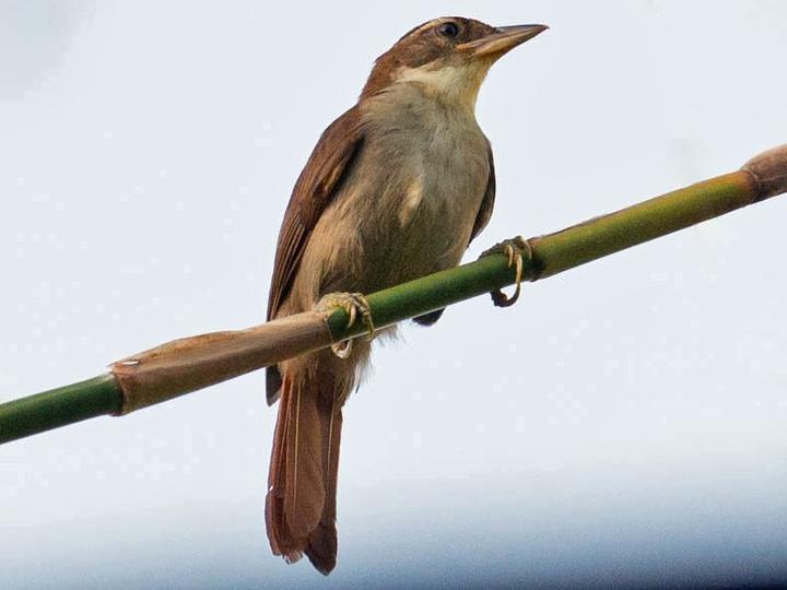 Bamboo Foliage-gleaner