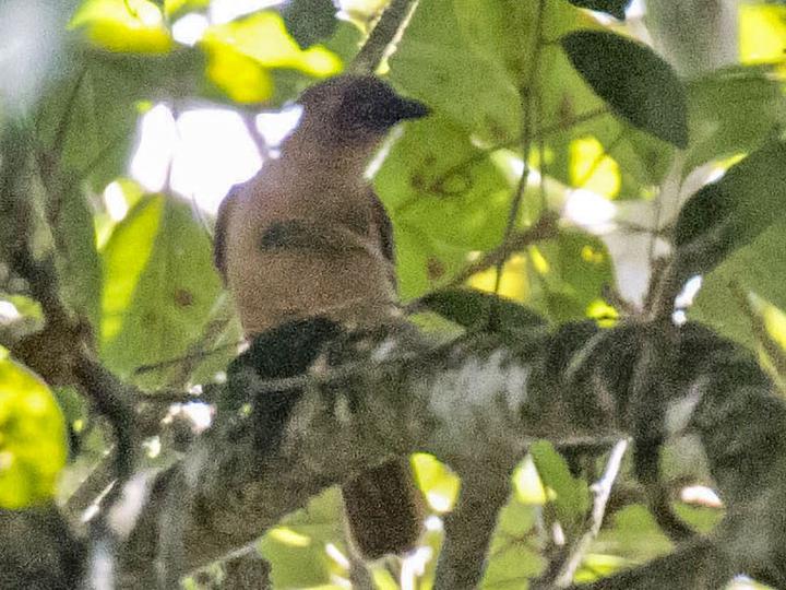Piping Bellbird