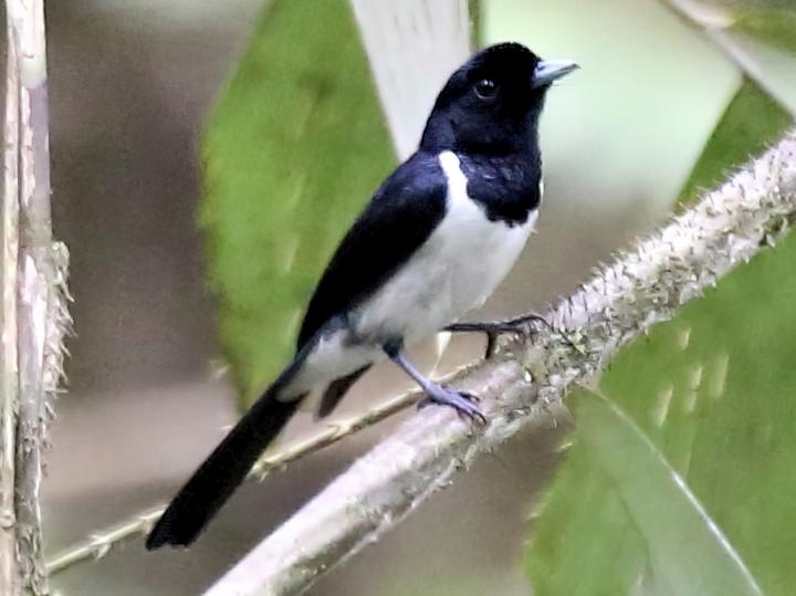Hooded Monarch