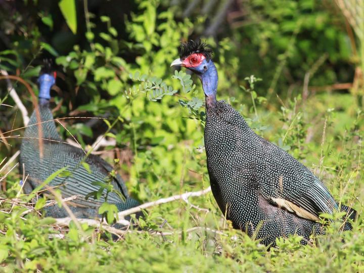 Eastern Crested Guineafowl