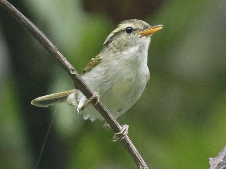 Claudia's Leaf Warbler