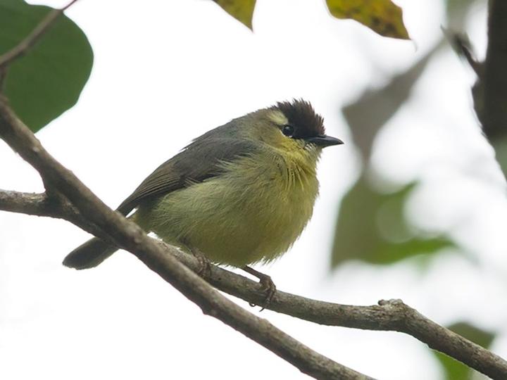 Crested Heleia